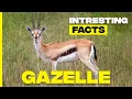 Discover Gazelles Amazing Facts About Nature s Sprinters Gazelle Facts