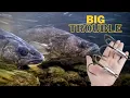 What Happened to All the Walleye in Green Bay