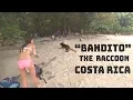 Cute Raccoon Costa Rica beach