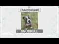 Tuesday Tailwagger Meet Snubbull
