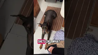 Subscribe to our YouTube for the making of these .. #fypシ #dream #pets #doberman #fyp
