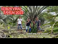 Download Lagu PENASARAN Jauh-jauh dr makassar utk cek kebun pencetak rekor 2 ha bisa dapat 7 tonan ayo kita antar