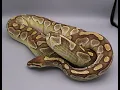 Lesser Platinum v Butter Ball Python Genes With Amazing Combos
