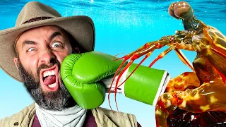 mantis shrimp punch test 
