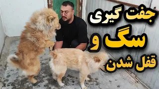 علت قفل شدن سگ هنگام جفت گیری بررسی علل و راهکارها 