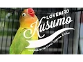 Download Lagu BRANDY WATCH : KUSUMO Ngamuk Di Klaten  Lovebird SUKA-SUKA Jadi Nyeklek Ngekek Panjang