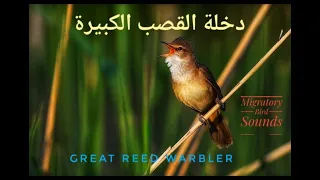 صوت دخلة القصب  الغاب  الكبيرة                             دندنها