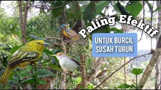 suara crecetan sirtu kombinasi prenjak kolibri kelapa paling efektif