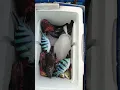 Download Lagu Grabe ang mnga isda dito sa riyaya Quezon kahit na maliit ang huli nmin sobra sarap sa mauulit ulit