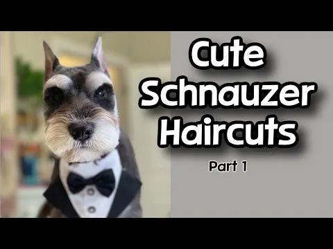 Download MP3 Cute Schnauzer Haircuts! Part 1. Dog Grooming tips.