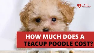 How Much Does a Teacup Poodle Cost