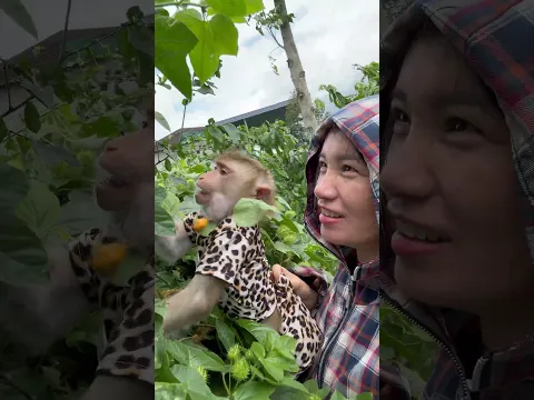 #shorts _ Zim monkey enjoys picking passion fruit with his mother