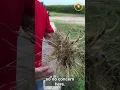 Burrus Seed Corn Rootworm Evaluations