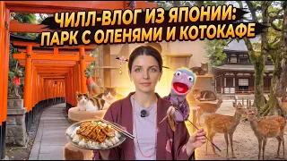 ЧИЛЛ-ВЛОГ ИЗ ЯПОНИИ: ПАРК С ОЛЕНЯМИ И КОТОКАФЕ