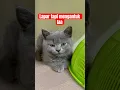 Lapar catchop laaa #bshcat #cat #catshorts #kitten