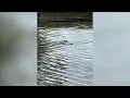 Population growth forcing alligators out of swamps and into canals local animal behaviorist says