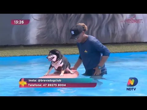 Cães têm banho de piscina e aula de surf em clube temático