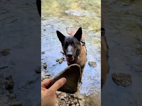 Seven cherche sous l’eau 😂😍 #chien #dog #malinois