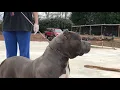 blue nose pitbull puppies for sale - blue nose pitbull puppies for sale CRUMP S Bullies Bolt 19