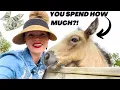 THIS IS HOW MUCH IT COSTS TO RUN A HORSE FARM ALL MY EXPENSES
