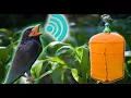 Download Lagu TENGKEK BUTO SPEED LAMBAT JERNIH UNTUK MASTERAN LOVEBIRD PAUD