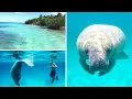 Volunteering with Manatees in Belize
