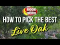How to Pick the Best Live Oak