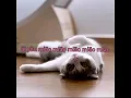 Download Lagu Xiao pan pan \u0026 Xiao feng feng \