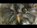 The Best Owl Sounds 🦉 | Different Types of Owls and Their Sounds (15 types of owls)
