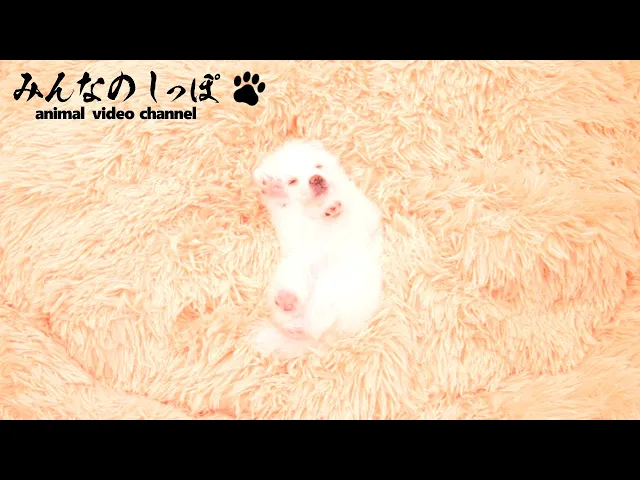動画