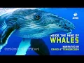 Are Whales Smarter Than We Think Narrated by David Attenborough 4K Nature Documentary