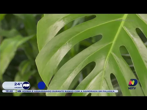 Calorão: veja os cuidados para garantir a sobrevivência das plantas durante o verão