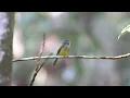 Download Lagu Grey headed canary flycatcher