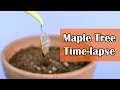 Maple Tree Growing From Seed 138 Days Time Lapse