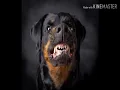Download Lagu sound dog angry /bunyi anjing marah