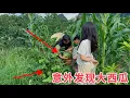 Download Lagu 媳妇在草丛中意外发现野生西瓜，挑一个最大的摘回家，切开一看惊喜了