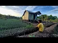 Download Lagu PAK WANI TIDAK BERJUANG SENDIRI! TANTANGAN BERKEBUN SAYUR PETANI RANTAU DI KALIMANTAN UTARA