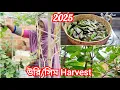 Download Lagu Harvesting Time|জীবনের প্রথম আজকে এতো উরি পারলাম 🤸| Bangladeshi Vegetable Harvest | Shoker Bagan UK 