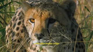 ابتداء 2 سبتمبر حيوانات مفترسة مقابل فرائس ناشونال جيوغرافيك أبوظبي  ابتداء 2 سبتمبر حيوانات مفترسة مقابل فرائس ناشونال جيوغرافيك أبوظبي