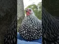 Download Lagu Suara yang dibuat ayam saat gembira...