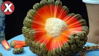 TOP 8 FRUTAS QUE VOCÊ NÃO VAI ACREDITAR QUE EXISTEM l Almanaque x