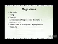Chemotherapy Intro
