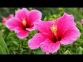 Download Lagu CARA MERAWAT KEMBANG SEPATU TERBILANG SANGAT MUDAH || seputar tanaman #shorts