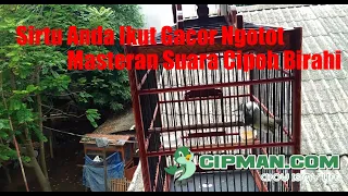 Download Sirtu Cipoh Ikut Gacor Ngotot Birahi MP3