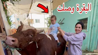 اصالة اول عيد تحضروا معنا وركبت علي البقرة وفرحانة 