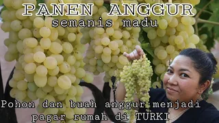 Download Panen anggur special | pohonnya merambat dipagar rumah dan buahnya lebat bergelantungan #panenbuah MP3