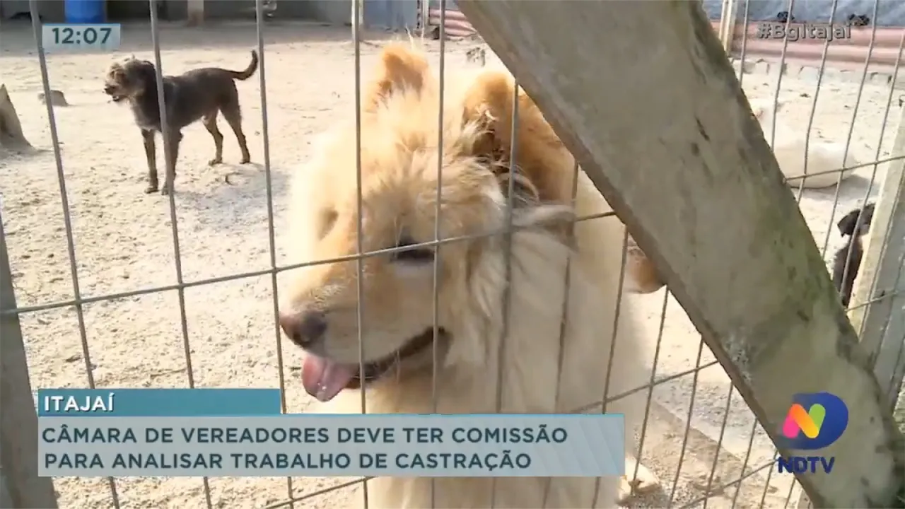 Câmara de Vereadores deve ter comissão para analisar trabalho de castração de animais