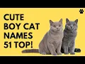 Cute Boy Cat Names 51 TOP INSPIRING BEST Ideas Names