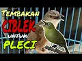 Download Lagu Masteran Pleci Tembakan Ciblek