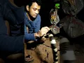 Download Lagu KETEMU ULAR WELANG YANG BISANYA MEMATIKAN SAAT HERPING MALAM !!
